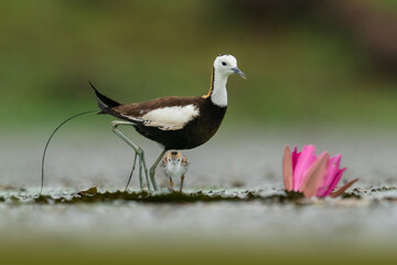 Obraz premium Pheasant-tailed Jacana Protecting Chick Beside Blooming Pink Water Lily