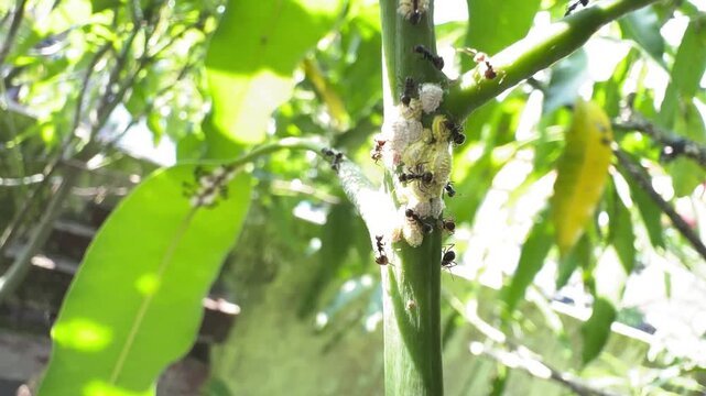 Black Ants Farming Scale Insects on a Green Plant Stem, Detailed macro view of a colony of black ants tending to a thick cluster of white and yellow scale insects on a sunlit green plant stem.