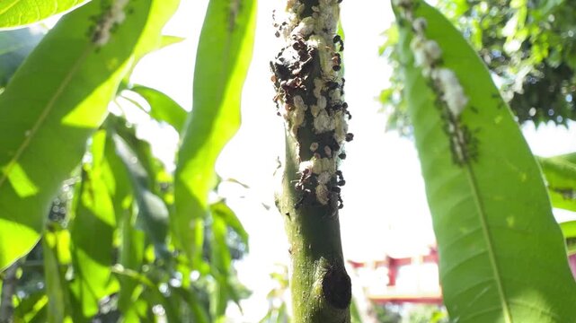 Heavy Infestation of Mealybugs and Black Ants on a Plant Stem, Extreme close-up of a severe infestation of white mealybugs being farmed and protected by a large swarm of black ants on a green garden