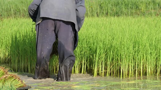 Farmer Working in a Rice Paddy: A farmer, seen from behind, works diligently in a lush green rice paddy, their legs submerged in the muddy water.