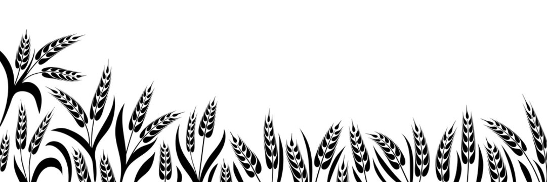 Wheat field, ears of wheat, rye or barley, agriculture and harvest, black isolated silhouette on white background, vector drawing