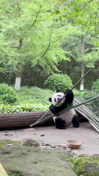 The panda eats bamboo