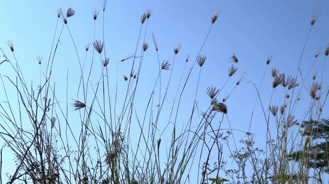 Dry Wild Grass Swaying Against a Clear Blue Sky, Low angle view of tall, dry wild grass stems and fluffy seed heads swaying gently in the wind against a clear, bright blue sky background.