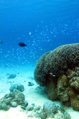 Tropical fish over coral reef in clear blue water Okinawa Japan © bongoman