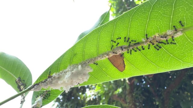 Black Ants Farming White Mealybugs on the Underside of a Green Leaf, A close-up macro view looking up at a colony of black ants protecting and tending to a cluster of fluffy white mealybugs along the 