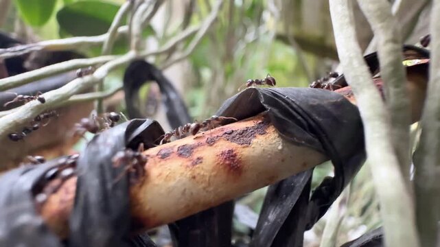Black Ants Foraging on a Taped Rusty Pipe in the Garden, Detailed macro shot of black ants moving actively along a rusty metal pipe bound with black plastic tape, surrounded by pale aerial plant roots