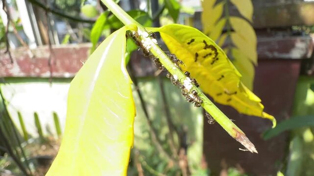 Macro Close Up of Black Ants Farming Mealybugs and Aphids on a Green Plant Stem with Yellow Leaves