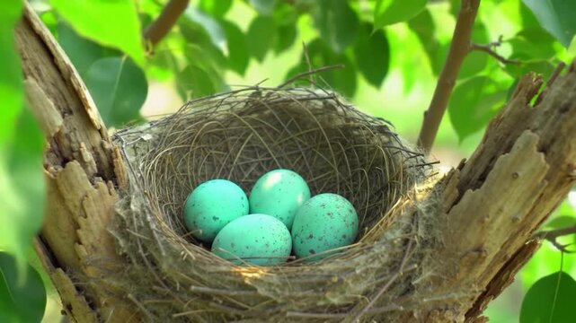 Four speckled blue bird eggs in a straw nest on a tree branch among green leaves