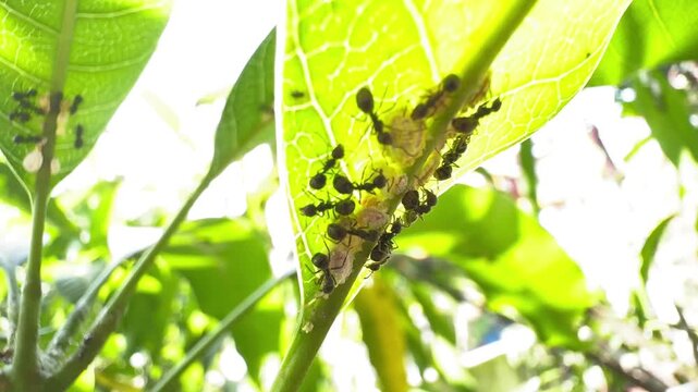 Macro shot of black ants farming mealybugs on a mango leaf for honeydew in bright outdoor sunlight