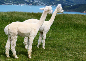 White alpakas are on backgrounds of fiord, South Island, New Zealand. © irakite