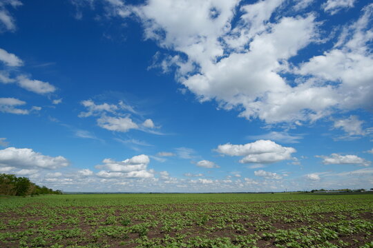 Green crops growing in a field under a bright blue sky with fluffy white clouds