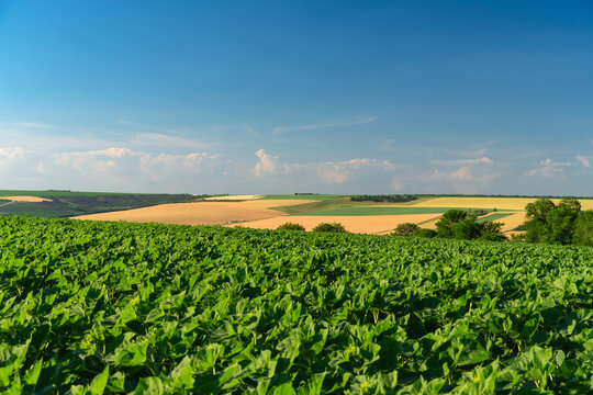 Green sunflower field in summer landscape with rolling hills under blue sky