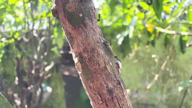 Close up of black ants crawling on a textured tree trunk in a sunny garden with green bokeh background