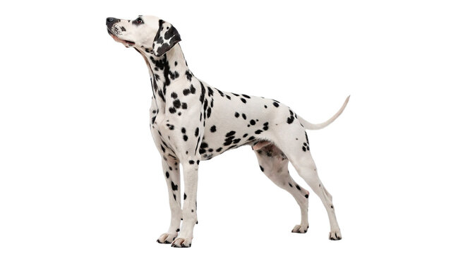 Adult dalmatian dog with black spots standing in profile isolated on transparent background cut out