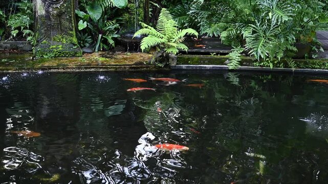 Koi move through pond in Monkey Forest