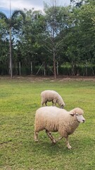Naklejka premium Sheep 