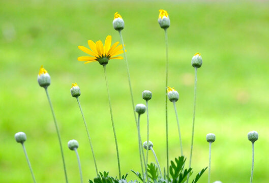 Daisy buds and flower