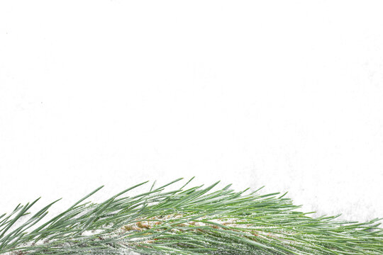 Snow-covered pine branch isolated on transparent background. Winter evergreen decoration with fresh snow for Christmas and holiday designs.