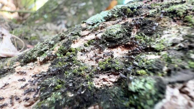 Macro view of a colony of black ants moving across a textured tree trunk with green moss and lichen