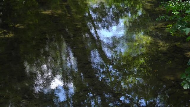 Detalle de un r&iacute;o tranquilo donde se refleja la vegetaci&oacute;n de la ribera, creando una imagen natural llena de verdes, agua y luz.