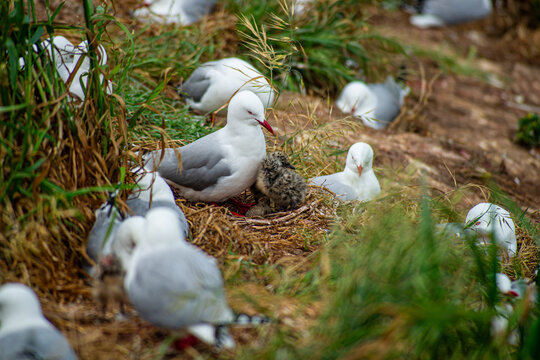 Albatrosse mit K&uuml;ken