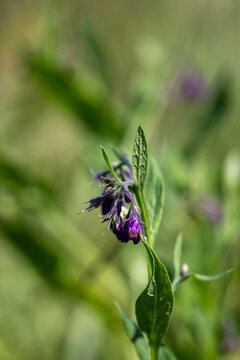 Symphytum officinale (Common Comfrey), Comfrey on a sunny meadow