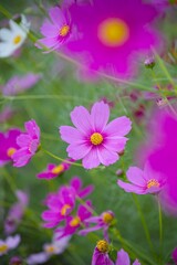 コスモスの花 © kidae han