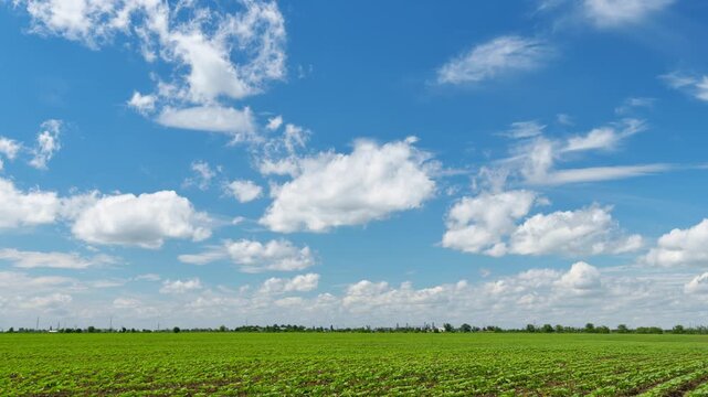 Wide shot of a lush green agricultural field under a bright blue sky with moving white clouds in a beautiful summer timelapse