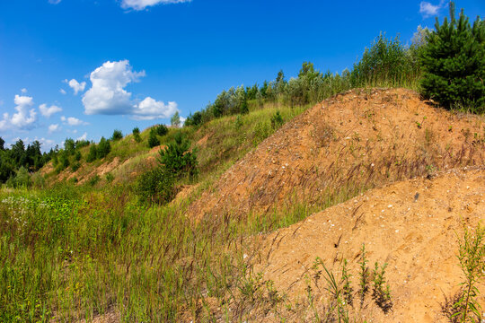 Vibrant sandy hillside with patches of wild green grass and young evergreen pines under a bright blue summer sky, scenic rural landscape with soft textured earth dunes