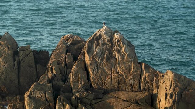 Detalle de una gaviota posada sobre una roca en el oc&eacute;ano Atl&aacute;ntico, junto a la costa de A Coru&ntilde;a y rodeada por el paisaje marino.