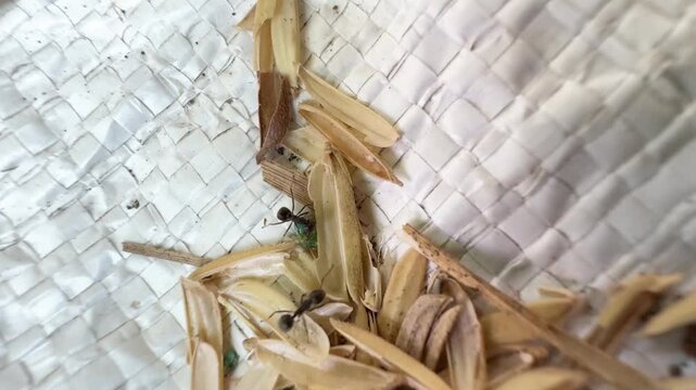 Macro video of black ants crawling and searching for food among dry rice husks on a white woven sack