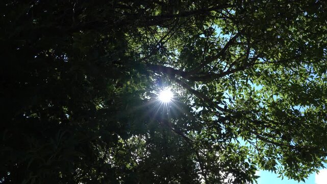 Rayos de sol filtr&aacute;ndose entre las ramas y hojas de un &aacute;rbol, creando destellos de luz natural en un entorno frondoso.