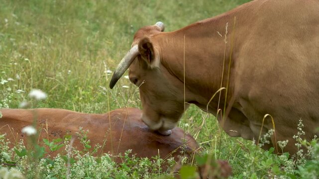 Detalle de una vaca lamiendo el lomo de otra vaca tumbada en un prado de Galicia, en una escena rural tranquila y natural.