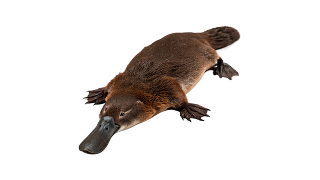 Wild single australian platypus walking in full view isolated on transparent background