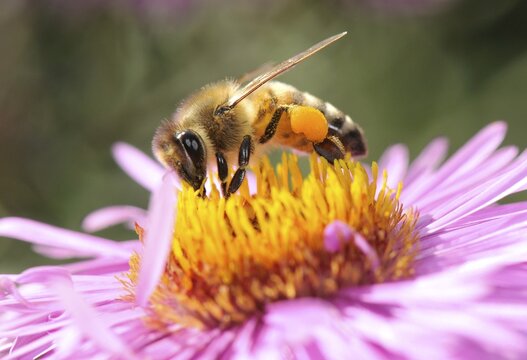 European Honey Bee or Western Honey Bee (Apis mellifera) with pollen on its legs sitting on an Aster flower (Aster) drinking nectar