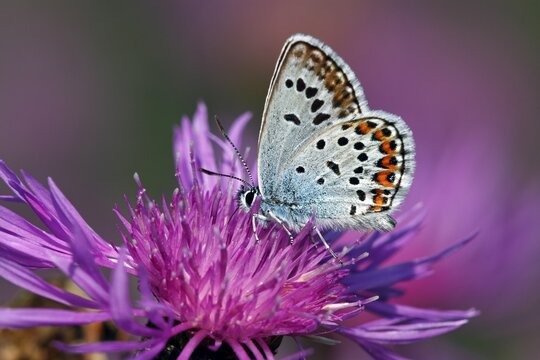 Idas Blue (Plebejus idas) (Plebeius idas), male, on a flowering Brown Knapweed, Brownray Knapweed (Centaurea jacea)