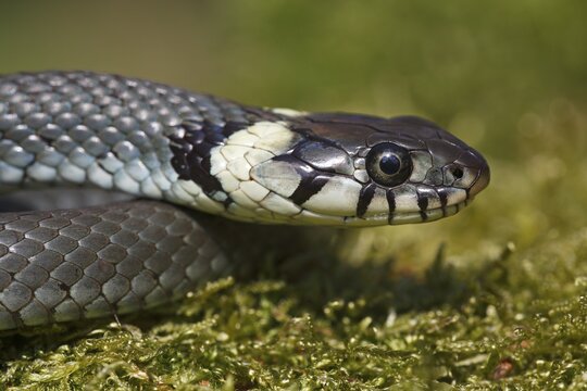 Young grass snake (Natrix natrix), Schleswig-Holstein, Germany