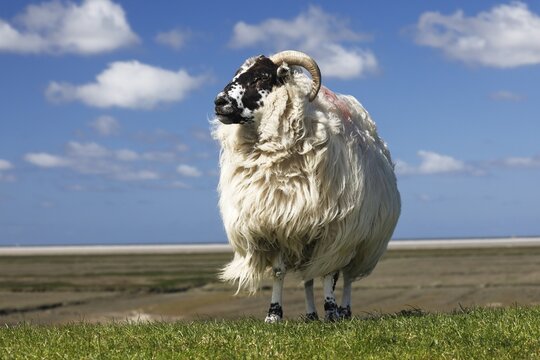 Domestic long-haired ram (Ovis gmelini aries) stands on dike against blue cloudy sky, Schleswig-Holstein, Germany