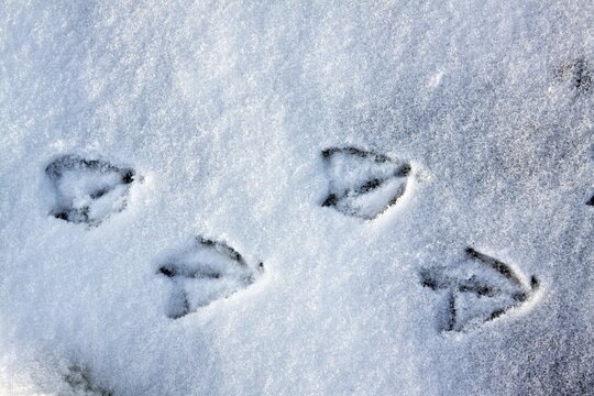 Tracks of a mallard duck (Anas platyrhynchos) in snow in winter