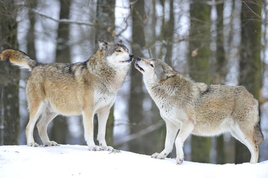 Mackenzie Valley Wolf, Alaskan Tundra Wolf or Canadian Timber Wolf (Canis lupus lycaon), two wolves in the snow, the leader of the pack on the left