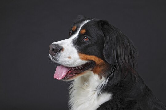Bernese Mountain Dog, bitch, portrait, Germany