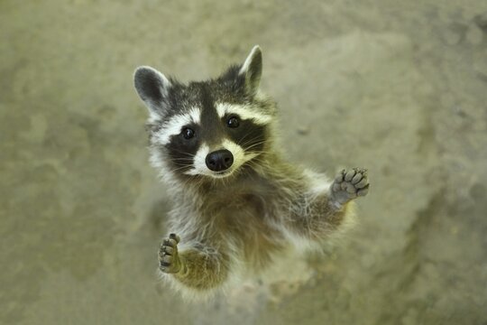 Raccoon (Procyon lotor) begs for food, captive, North Rhine-Westphalia, Germany