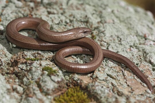 Slow worm (Anguis fragilis) sunbathing, Schleswig-Holstein, Germany