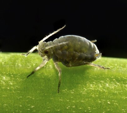 Adult Black Bean Aphid (Aphis fabae), pest, macro shot, Baden-W&uuml;rttemberg, Germany