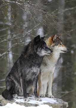 Mackenzie Valley Wolf, Alaskan Tundra Wolf or Canadian Timber Wolf (Canis lupus lycaon), two wolves in the snow
