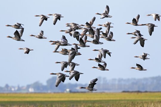 Flying greylag geese (Anser anser), bird migration, fall migration, Mecklenburg-Western Pomerania, Germany