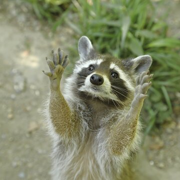 Raccoon (Procyon lotor) begs for food, animal portrait, captive, North Rhine-Westphalia, Germany
