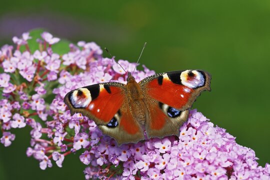 European peacock (Aglais io) (Inachis io), butterfly on flowers from butterfly-bush (Buddleja davidii), Schleswig-Holstein, Germany