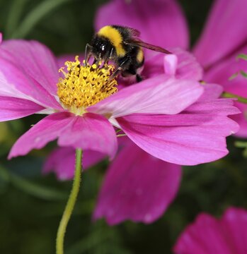 Buff-tailed Bumblebee (Bombus terrestris) on Mexican Aster (Cosmos bipinnatus)