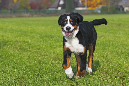 Bernese Mountain Dog (Canis lupus familiaris), young female
